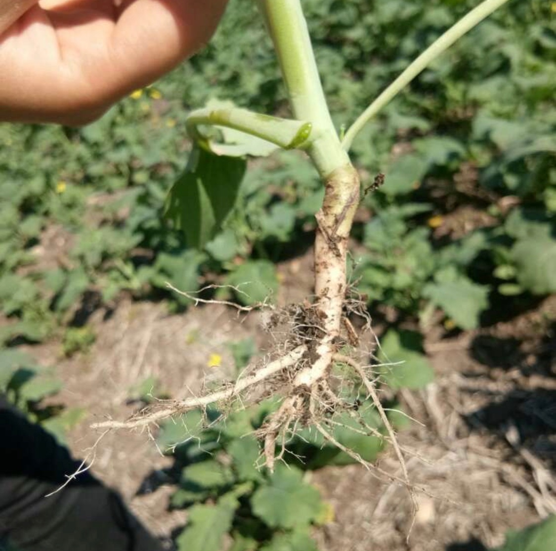 CustomAgIntel's tweet photo. Clubroot remediation trial on 500 acres of land with confirmed #clubroot spores doing well so far. #nogalls, #healthyroots #CAIprotocol #addingrealvalue with #Nativebiologicals and #biochemistry.. stay tuned for soil test report. It can be done natures way! https://t.co/DEVw3v2x60
