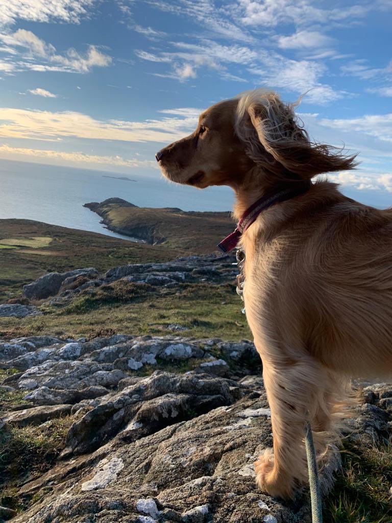 georgeish's tweet image. My dog does the same .. goes upstairs (not allowed) finds a little something from my room ❤️#transitionalobjects #dogsoftwitter