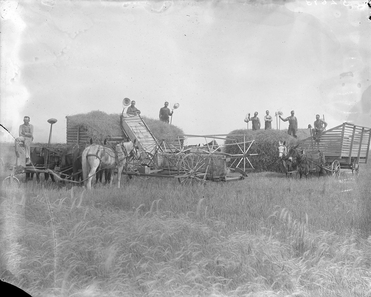 Wheat harvest in Stafford County, Kansas.