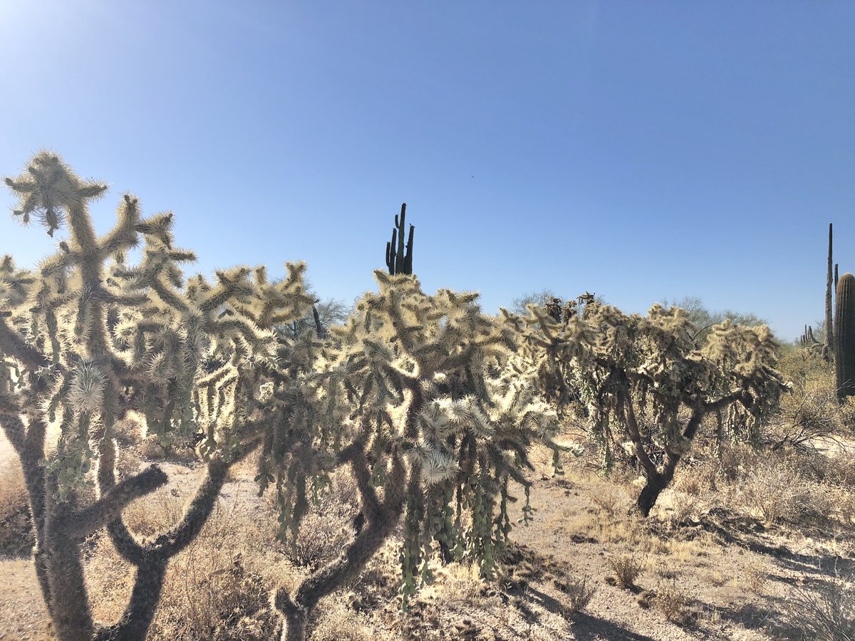 LaurenRainson's tweet photo. Sea of #jumpingcholla #cacti #azwx #arizona #hikingadventures https://t.co/FRFIPSag0v