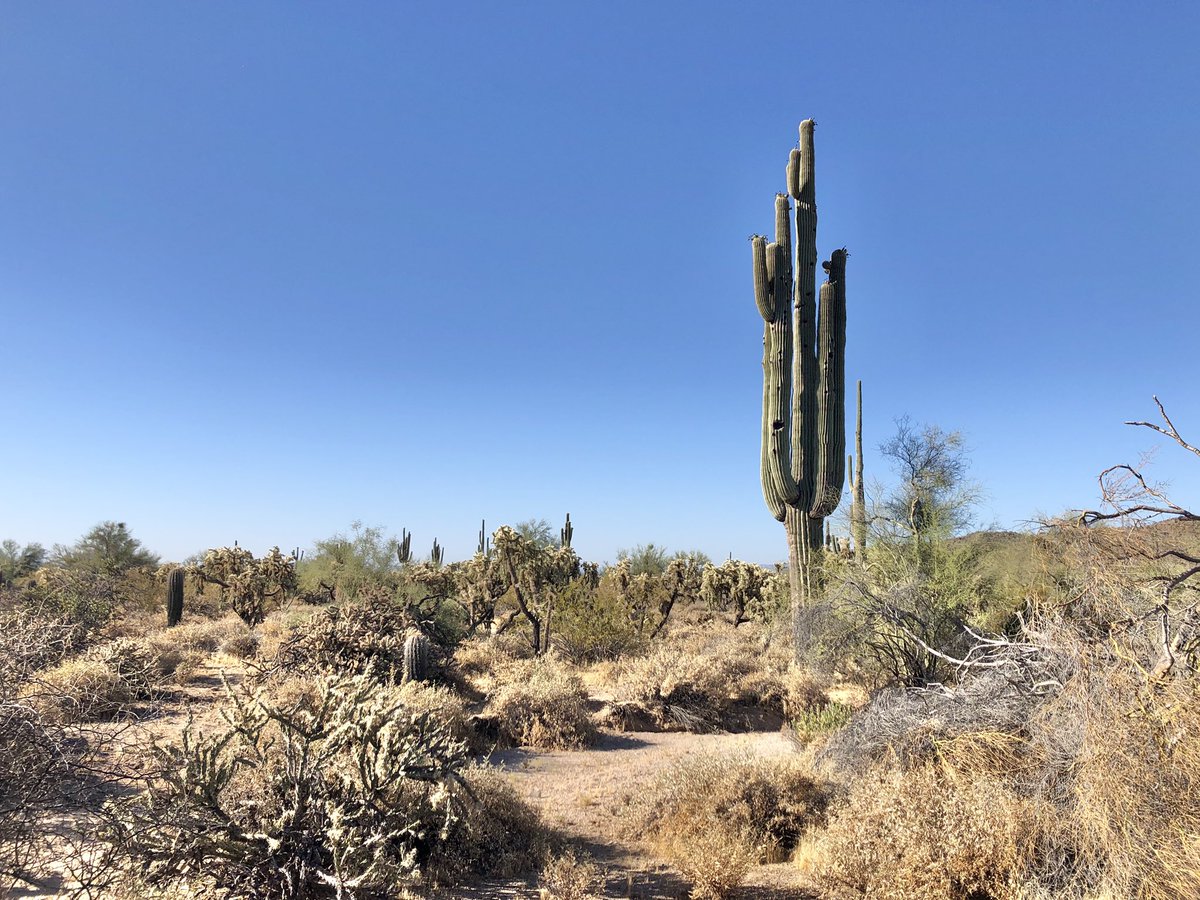 LaurenRainson's tweet photo. Sea of #jumpingcholla #cacti #azwx #arizona #hikingadventures https://t.co/FRFIPSag0v