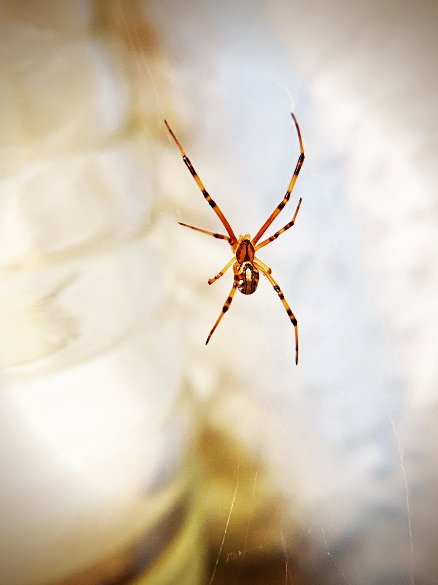 melfromcali78's tweet photo. This was really a tiny spider in my kitchen. He looks big and bad tho. #macrophotography #macro #iphoneonly #spider #tinyspider https://t.co/MuoLOy5yKe