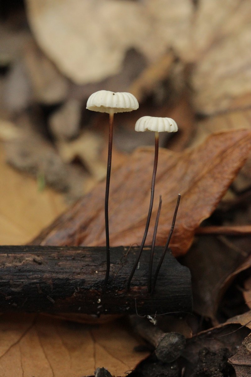 RPilze's tweet photo. Marasmius rotula

#Marasmiusrotula #Marasmius #HalsbandSchwindling #pinwheelmushroom #pinwheelmarasmius #Marasmepetiteroue #aspirina #littlewheel #collaredparachute #horsehairfungus #mushroom #mushrooms #fungus #fungi #pilz #pilze #champignons #champignon #nature #natur https://t.co/5aaQZTfqM3