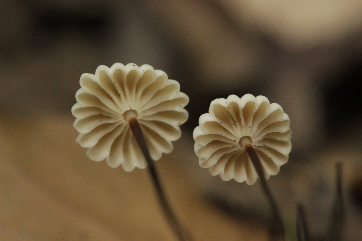 RPilze's tweet photo. Marasmius rotula

#Marasmiusrotula #Marasmius #HalsbandSchwindling #pinwheelmushroom #pinwheelmarasmius #Marasmepetiteroue #aspirina #littlewheel #collaredparachute #horsehairfungus #mushroom #mushrooms #fungus #fungi #pilz #pilze #champignons #champignon #nature #natur https://t.co/5aaQZTfqM3