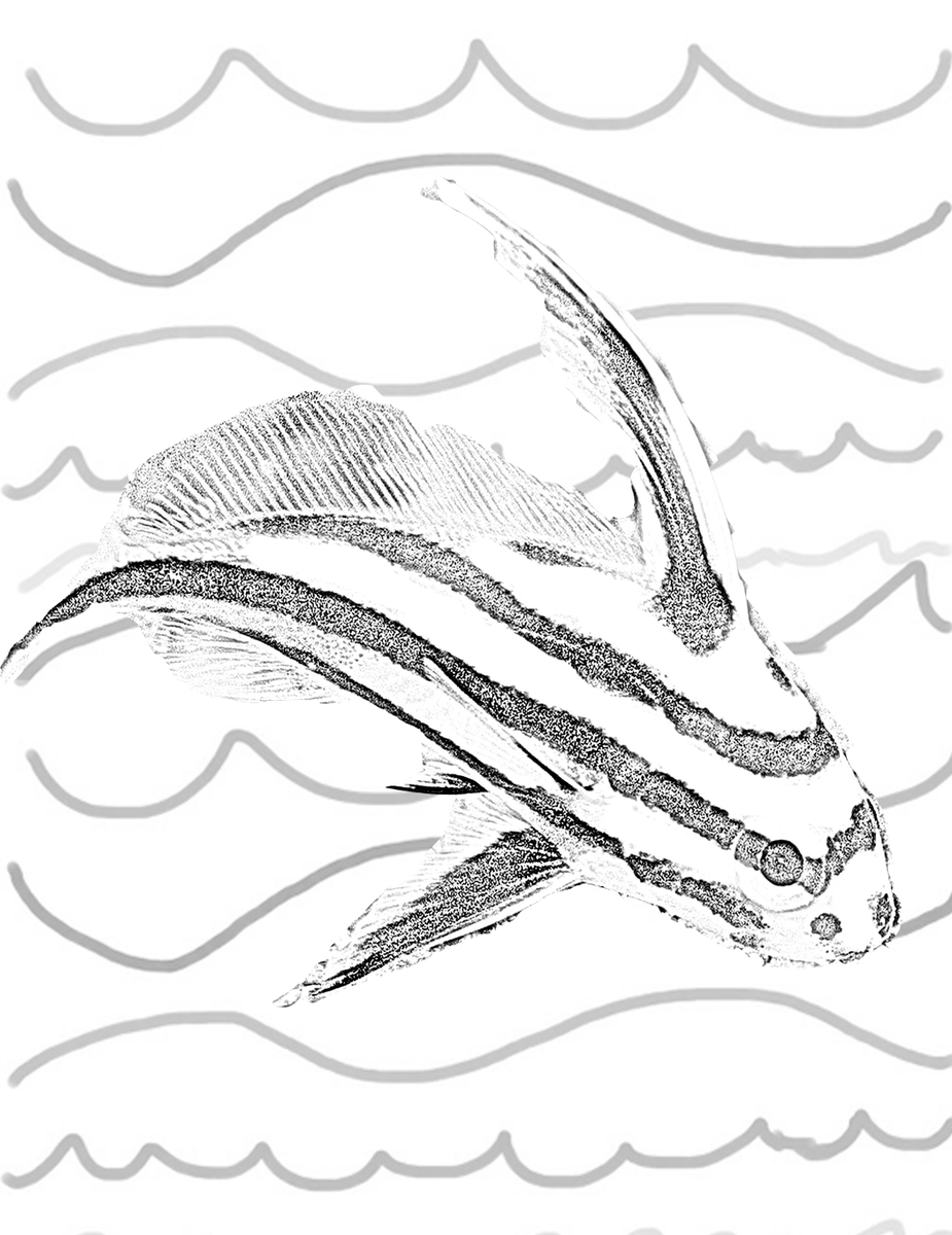TravelwithTam's tweet photo. A #FishFriday Printable to Color! Just copy and paste! – Tam Warner Minton, Author of #ALLFISHFACES https://t.co/Hwv7Otybkn #FollowFriday #homeschool #homeschooling #homeschoollife #homeschoolmom #covid #education #homeeducation #preschool #stayhome #momlife #teachersofinstagram https://t.co/Pe506jUCrf