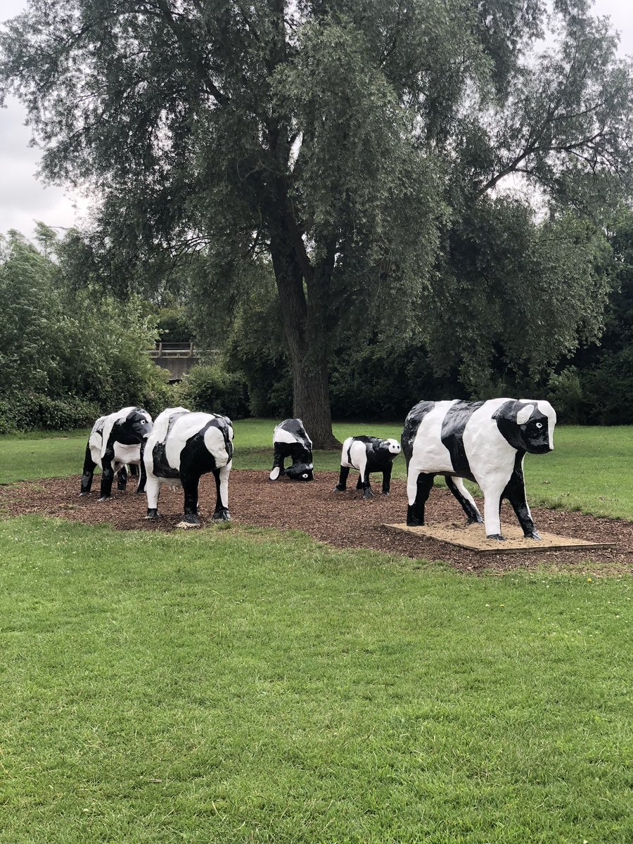 Poojipants's tweet image. First time seeing the famous concrete cows living in #miltonkeynes all these years #mklife