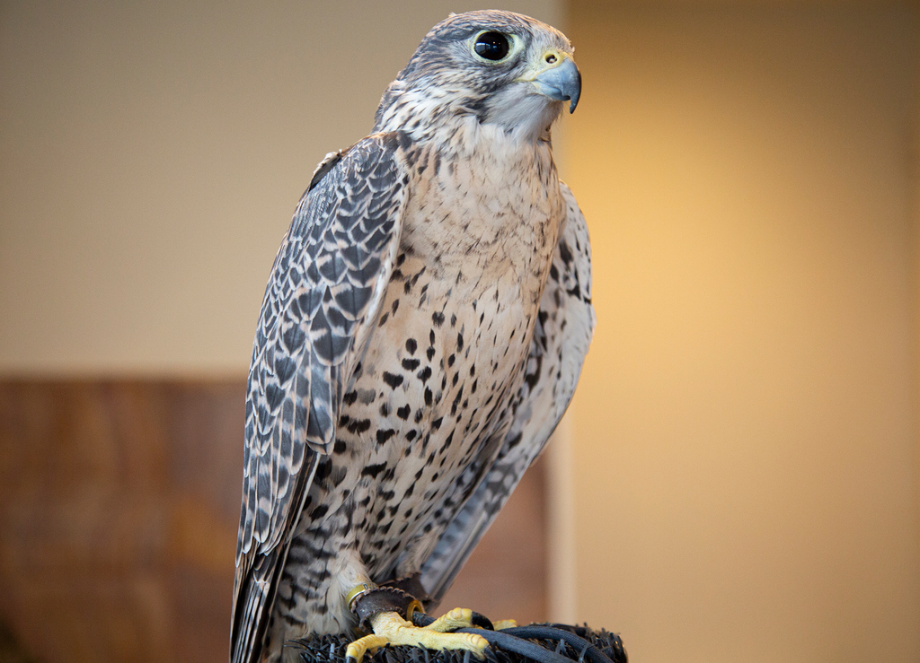 Falcanna (@falcanna_wa) on Twitter photo 