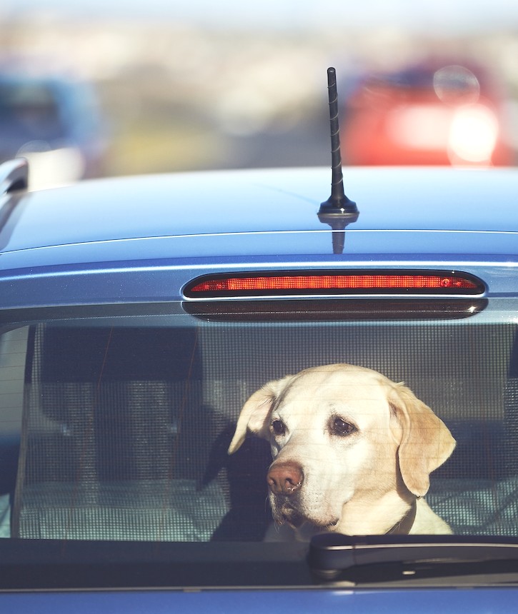 Just a friendly reminder to not leave your furry family member(s) in a hot car during this holiday weekend! #protectyourpets