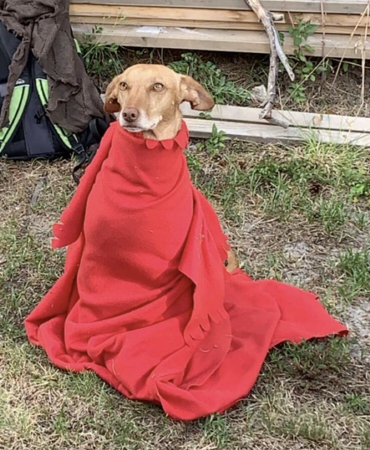 abergeba's tweet photo. Når den tynnpelsede og varmekjære bikkja synes sommerkvelden er litt kjølig. #dobby #noldus https://t.co/fZU2npEaQG
