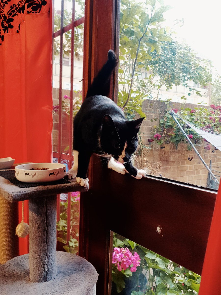 RiotheBWCat's tweet photo. Balancing act #cat #kittens #Cats #CatsOnTwitter #catsofinstagram https://t.co/ZnEwZES9mO