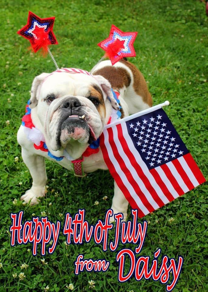 kboshell97's tweet photo. @Chewy Happy 4th of July!  #RIPDaisy 🇺🇸🐶🐾💥 https://t.co/0Prwsgmv00