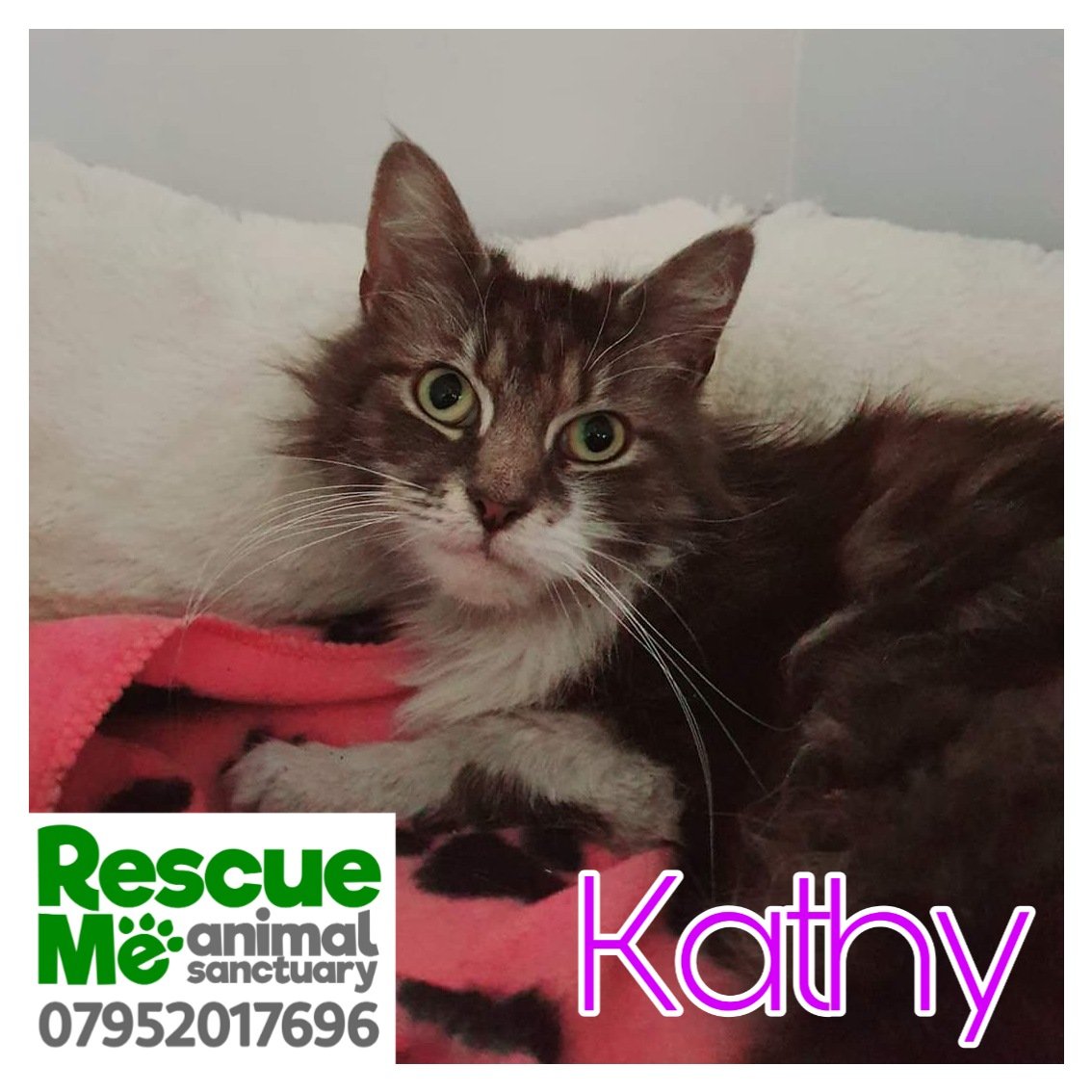 Kathy was trapped with some feral kittens but it became apparent very quickly she was a super sweet domestic girl who had just let herself get a bit tatty on the streets. She's around 18 months old &amp; stunning looking now ❤️ ready for her new home #CatsOfTwitter #Caturday