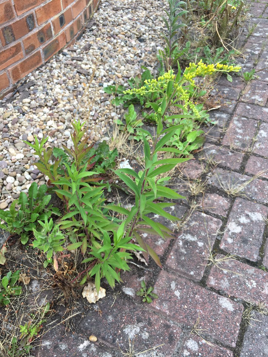 New  #pavementplants find for me: Early Goldenrod (Solidago gigantea)