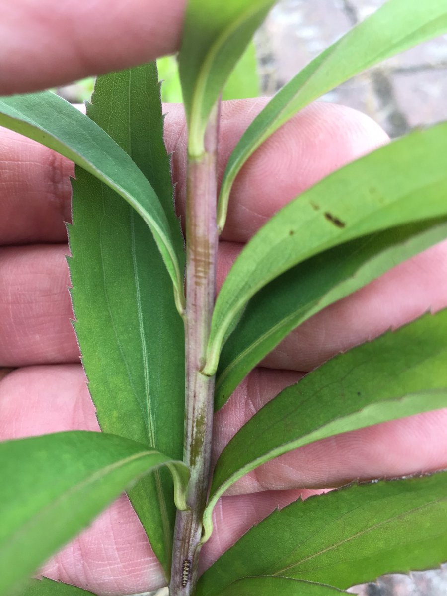 New  #pavementplants find for me: Early Goldenrod (Solidago gigantea)