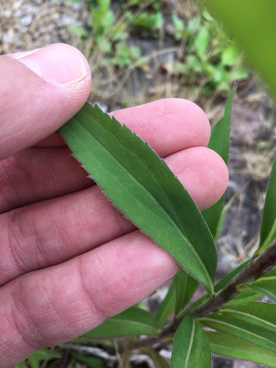 New  #pavementplants find for me: Early Goldenrod (Solidago gigantea)