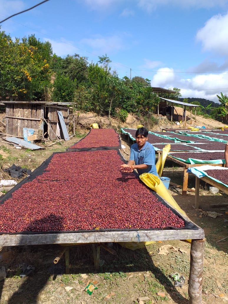 Nicolas Colque 

Café extraordinario CARANAVI
Proceso Natural