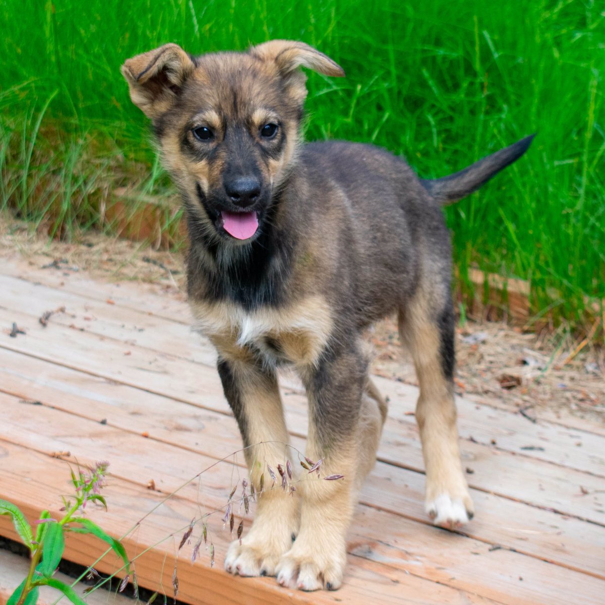 HuskyHomestead's tweet photo. Happy 4th of July!! 🇺🇸

Introducing the Military Aircraft litter joining us from @jessie_holmes__ for some summer snuggles. Falcon, Lancer, Raptor, and Warthog! 🐾😍
.
.

#huskyhomestead #denali #alaska #sleddog #alaskanhusky #puppy #puppiesofinstagram #4thofjuly #poweredbyredpaw https://t.co/THEie1XkEq