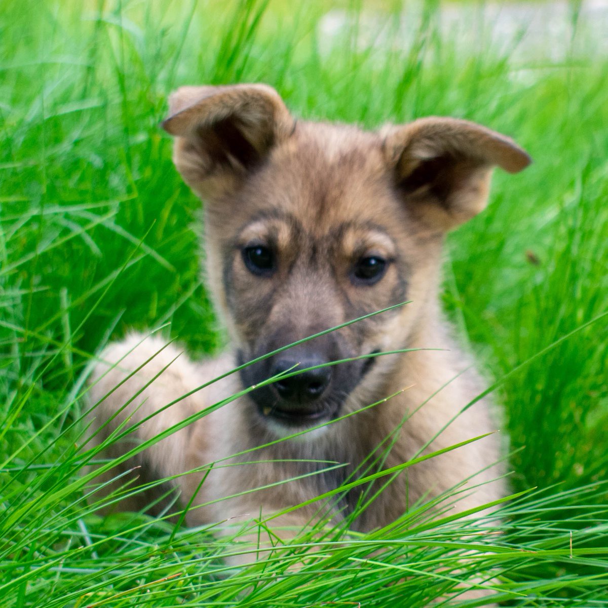 HuskyHomestead's tweet photo. Happy 4th of July!! 🇺🇸

Introducing the Military Aircraft litter joining us from @jessie_holmes__ for some summer snuggles. Falcon, Lancer, Raptor, and Warthog! 🐾😍
.
.

#huskyhomestead #denali #alaska #sleddog #alaskanhusky #puppy #puppiesofinstagram #4thofjuly #poweredbyredpaw https://t.co/THEie1XkEq