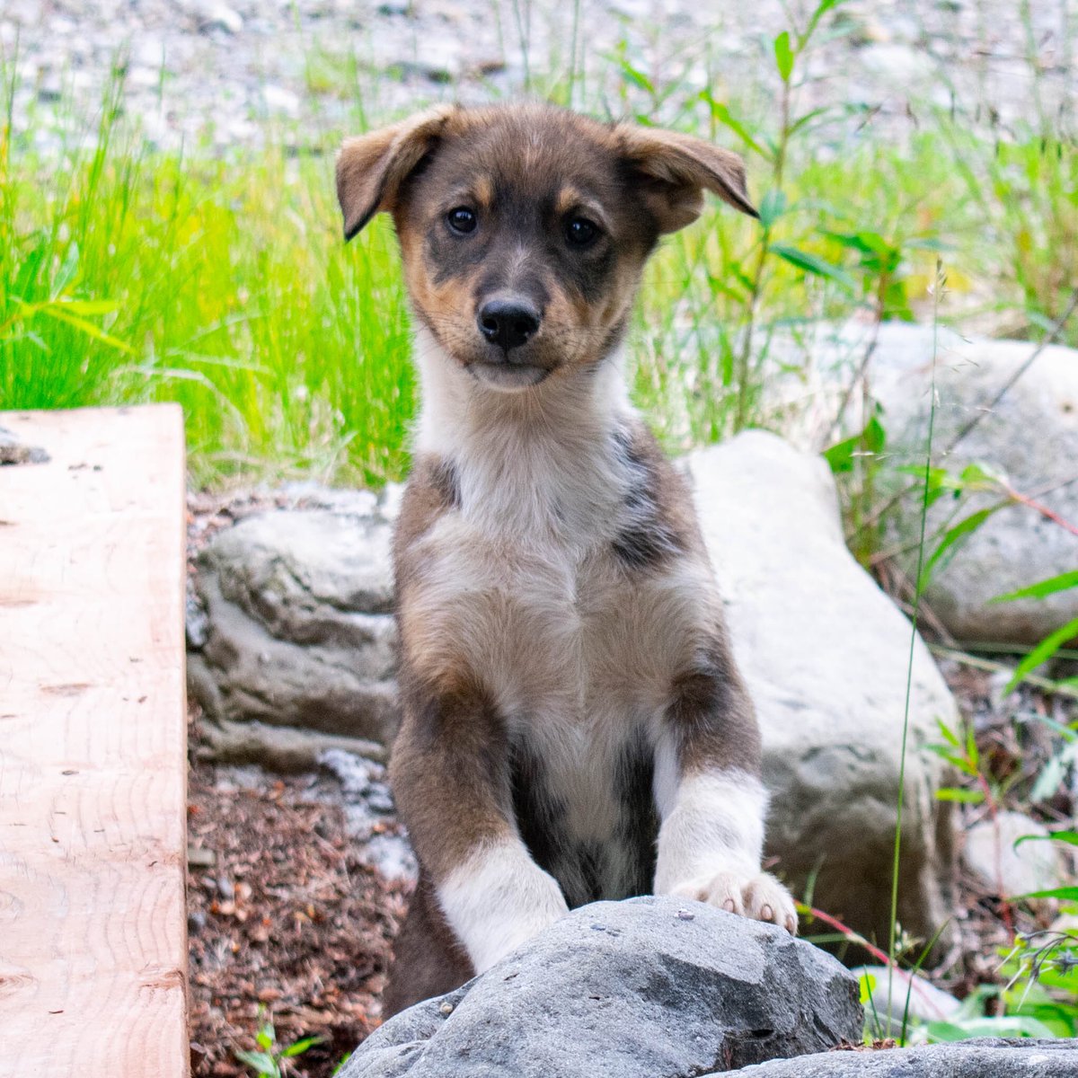 HuskyHomestead's tweet photo. Happy 4th of July!! 🇺🇸

Introducing the Military Aircraft litter joining us from @jessie_holmes__ for some summer snuggles. Falcon, Lancer, Raptor, and Warthog! 🐾😍
.
.

#huskyhomestead #denali #alaska #sleddog #alaskanhusky #puppy #puppiesofinstagram #4thofjuly #poweredbyredpaw https://t.co/THEie1XkEq