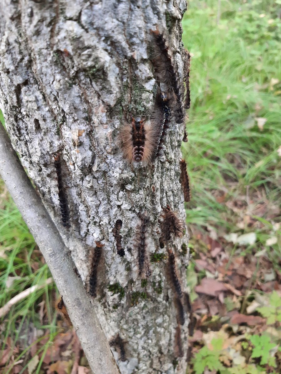 Gypsy moth defoliation is at an all-time high this year in Southern Ontario
