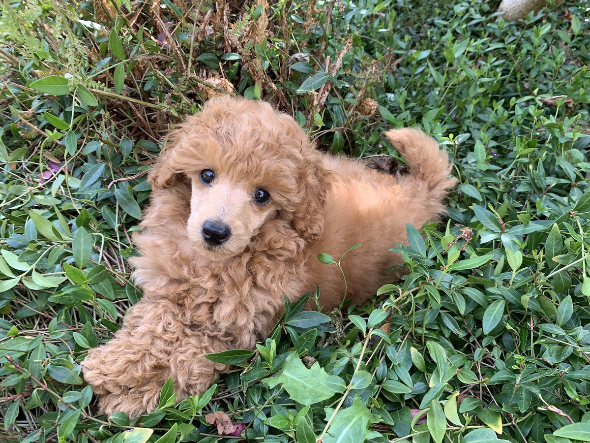 Carrie_cot's tweet photo. @SuzyQlovesWine This is Daisy. She isn’t mine but she is gorgeous #petsnotpolitics https://t.co/daRkGOACqw