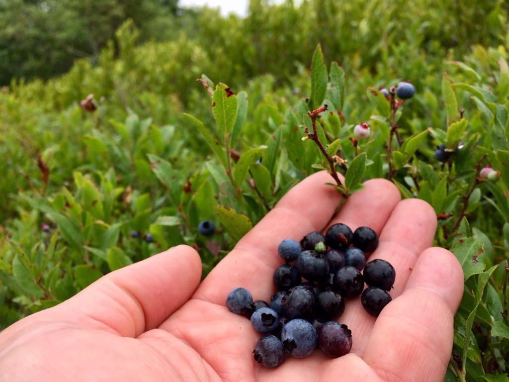 CapeCast tweet media