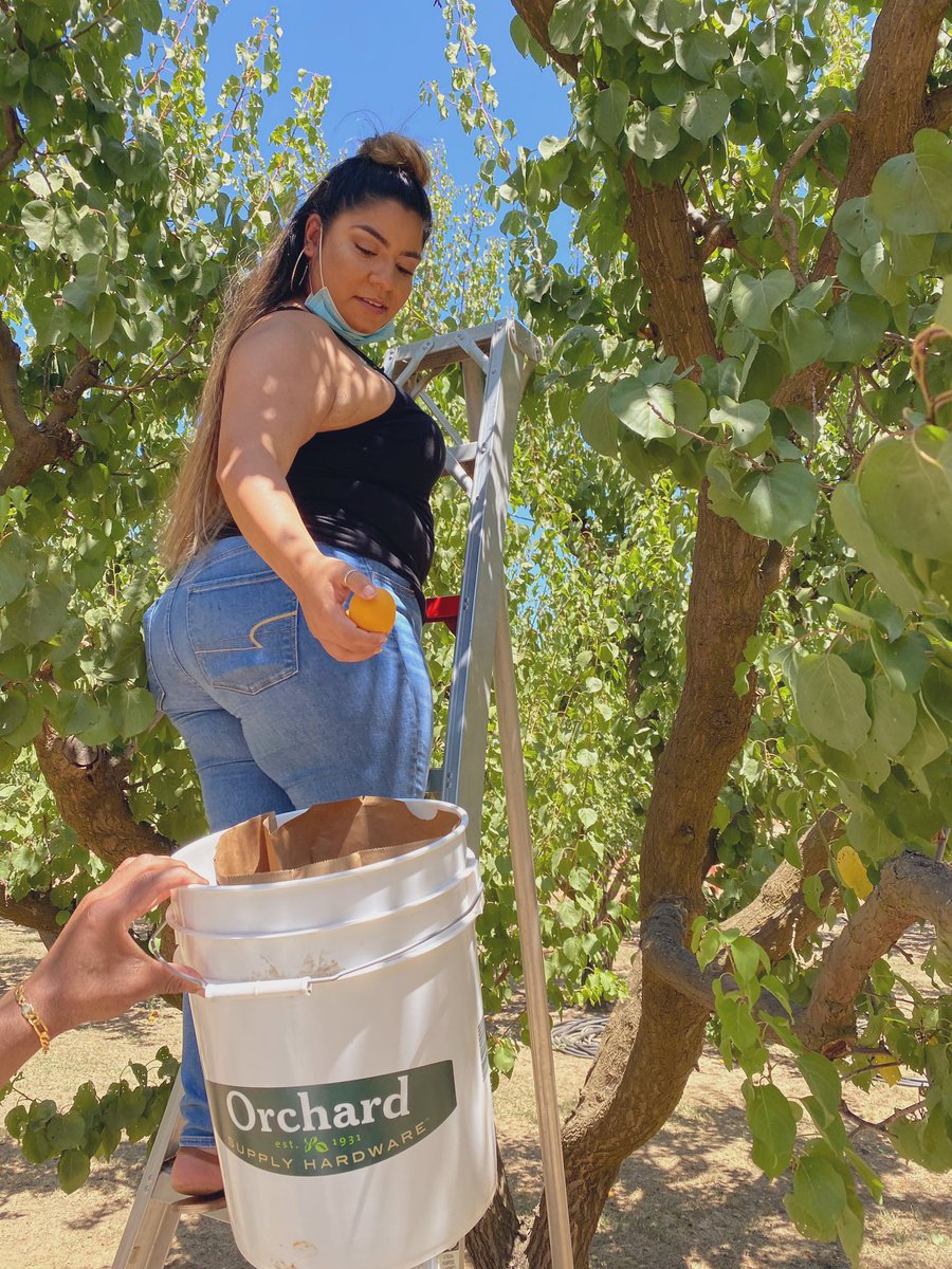 _delizabeth_'s tweet photo. Apricot picking π βοΈ #thiccems https://t.co/tUmb4MFJT1