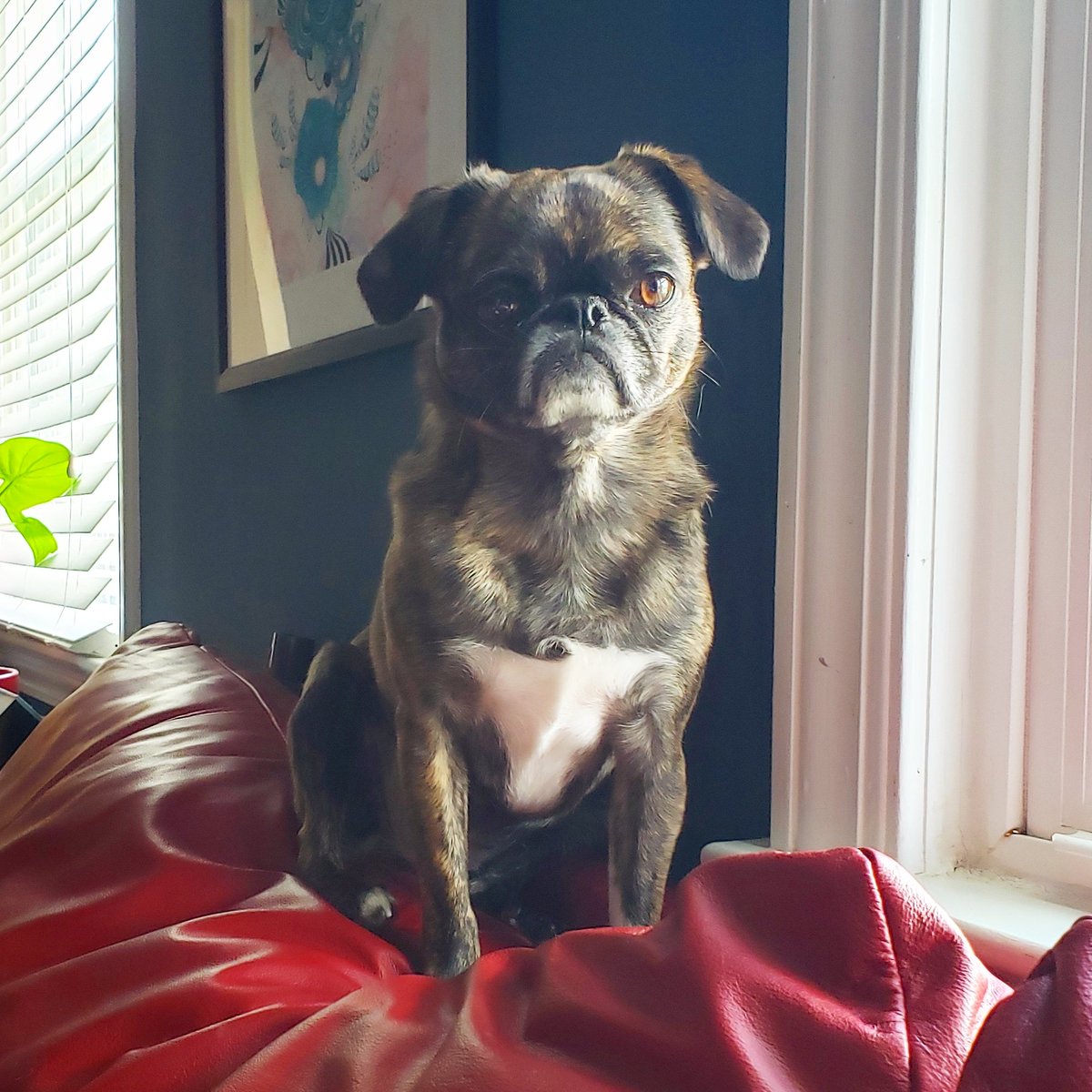 funaek's tweet photo. Have no fear, Monkey is here! #monkadoodledoo #fierceface https://t.co/7MCicgAGuR
