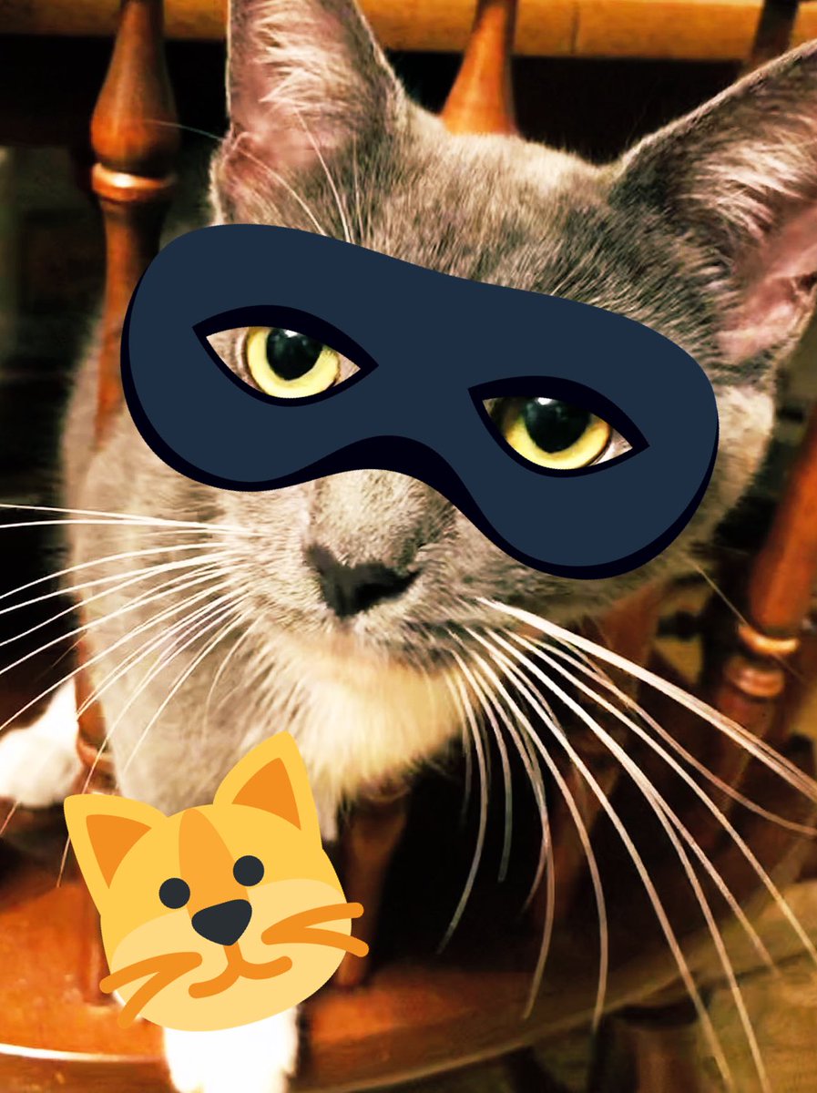 FMeirna's tweet photo. Lana❤️❤️❤️❤️❤️ #kat #kitten #cat #ILoveMyCountry #USA https://t.co/NVxvoNTuxB
