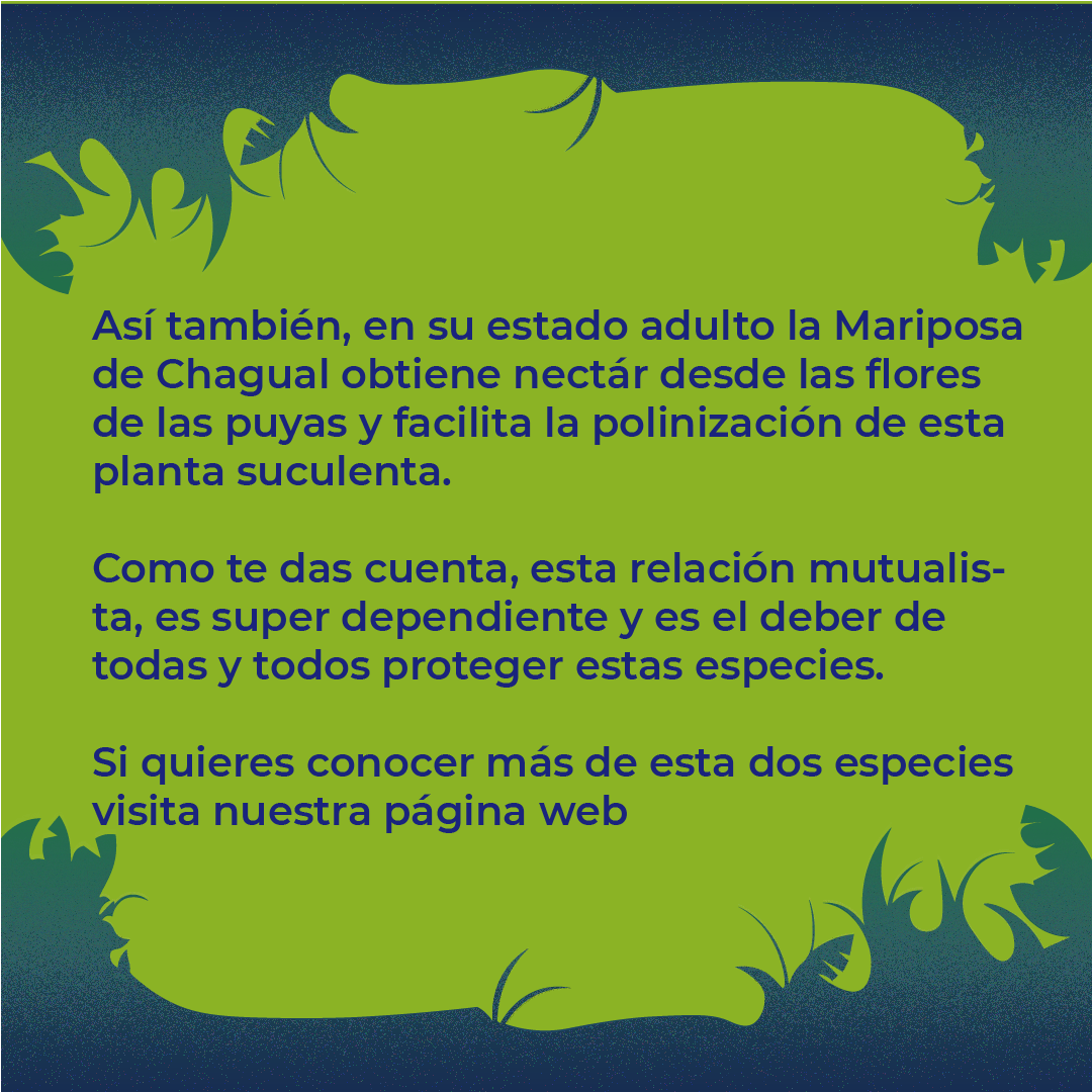 biodiversidadch's tweet photo. ¡Conoce a las mariposa de Chagual! en 
https://t.co/lJbQ6y92x7 https://t.co/ShXM5l9M75