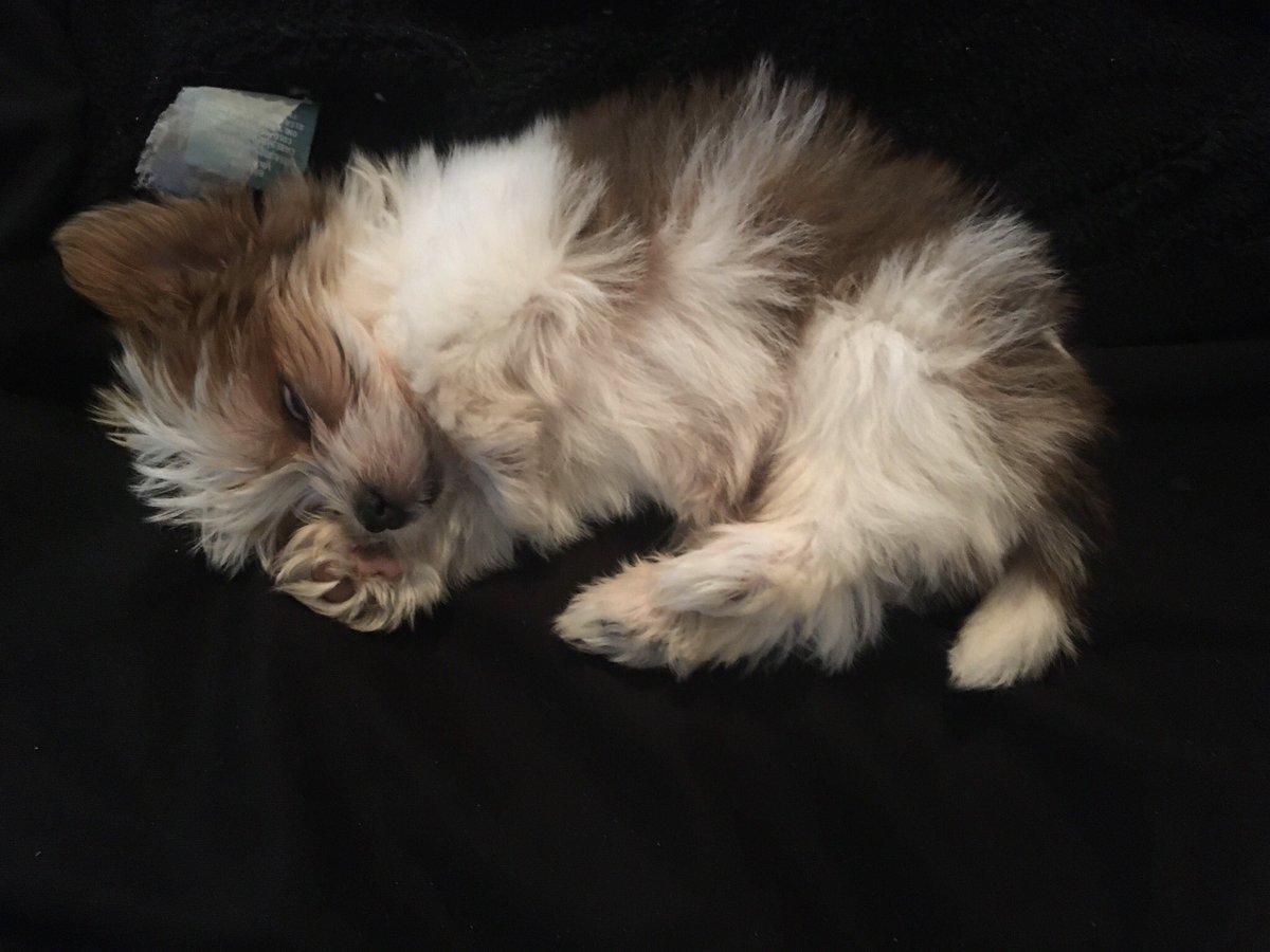 cadeelmore's tweet photo. Tired #puppy https://t.co/ZqgviHUmkM