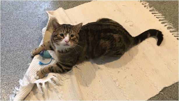 TheJourneyofBr1's tweet photo. Play Time Bruce.
#sheltercat #playfulguy #lookingforsomeaction #catniprocks #energytoburn https://t.co/dVfudhXVIq