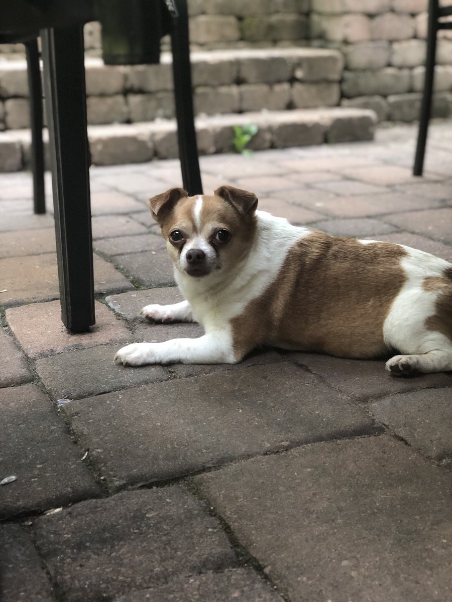 RiggsWasHere's tweet photo. What a mighty fine dog https://t.co/Cy6TfuoHS4