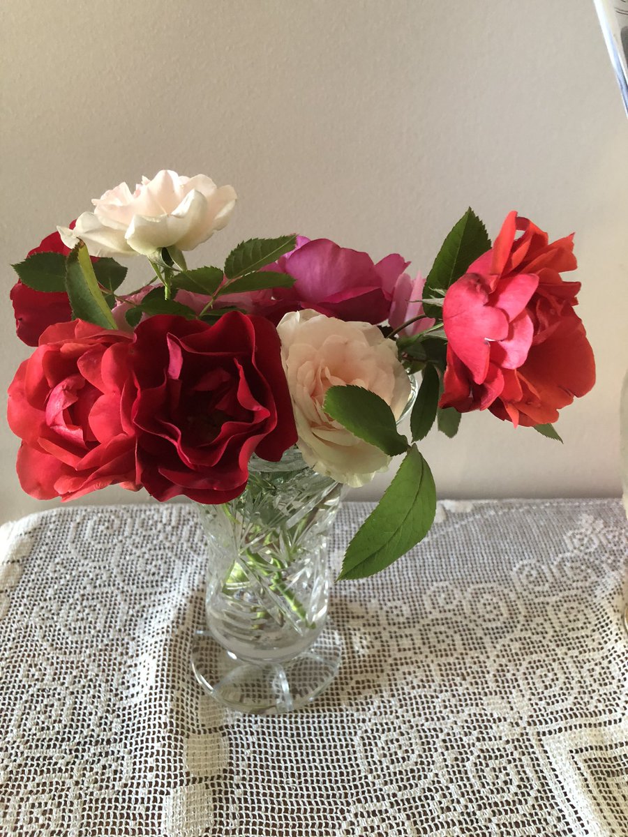 heatherpall's tweet photo. Beautiful garden roses #BdnMB #yourmanitoba https://t.co/YwI08xox8G