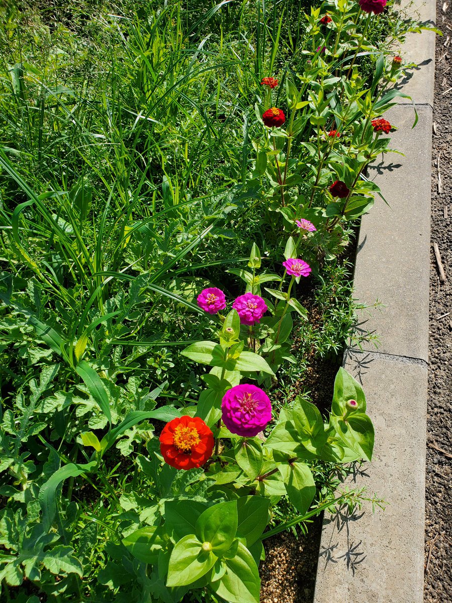 令和坊主 Reiwabouzu Twitter