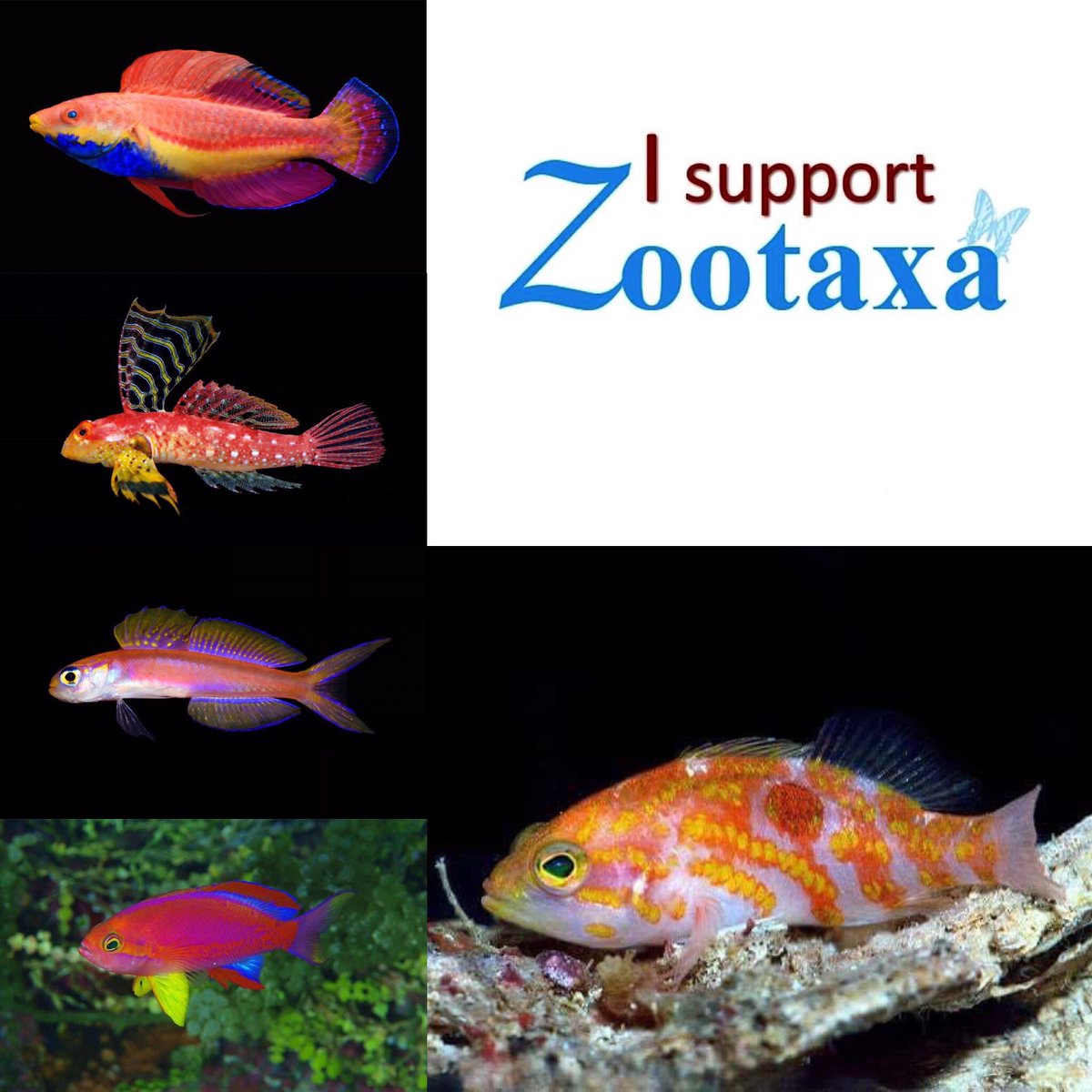 As a frequent publisher in  #Zootaxa, here is my statement of support. Taxonomy is the foundation and pillar for conservation and biodiversity. It underpins everything. You can’t protect and enact legislations for things with no names. 1/-  https://twitter.com/sdbiju1/status/1279274022421716992