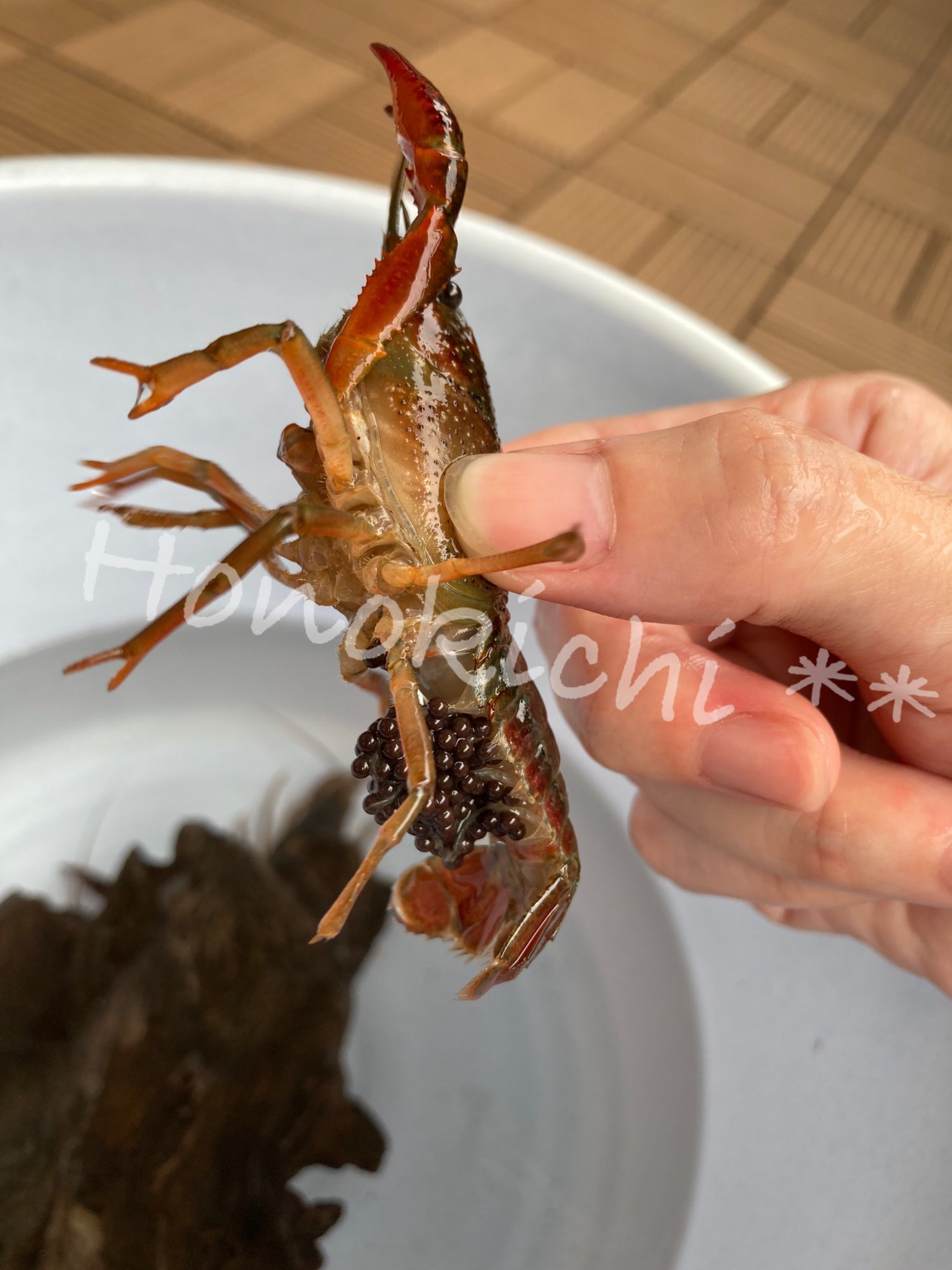 ザリガニ飼育 Twitter Search Twitter