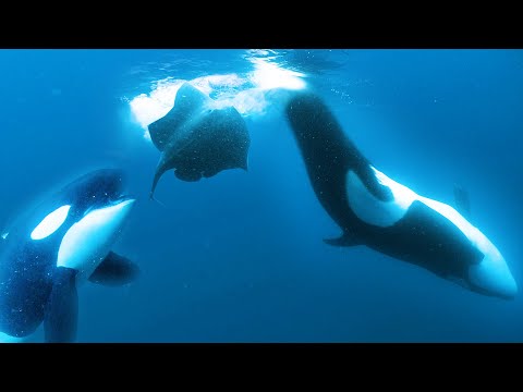 Orca News tweet media