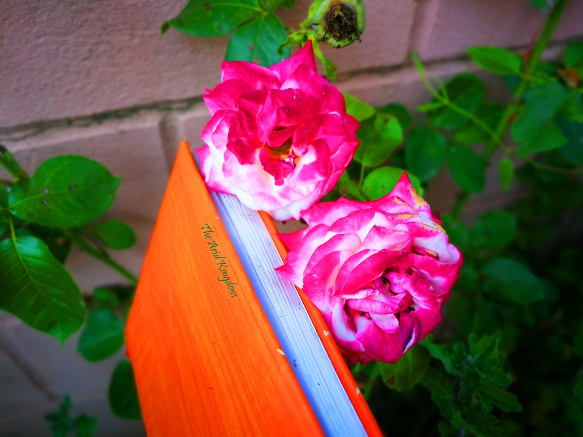 ValiAxaviy's tweet photo. #Beautiful #roses and a #magical #Romanian story about #butterflies! #photo @aridkingdom #Instagram. Check link in bio.
https://t.co/AK6pSuVNtC
Vino să citești începutul unei #povești superbe cu #personaje care au #aripi #roșii!
#romania #carte #book #iulie #NaturePhotography https://t.co/7i783eBRel