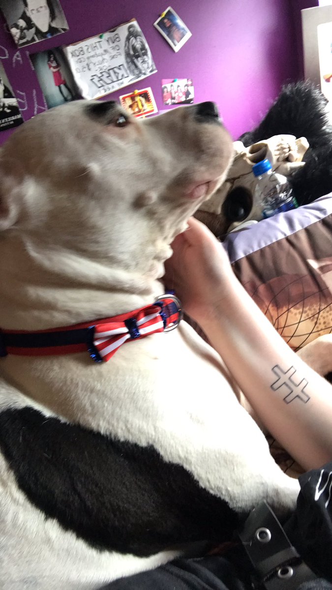 annabellebully's tweet photo. it mye borthed days!! i got . my famcy... borthdays colar on.... i ame redy two partee . fore yeers youmg https://t.co/wtcq5vqY7o