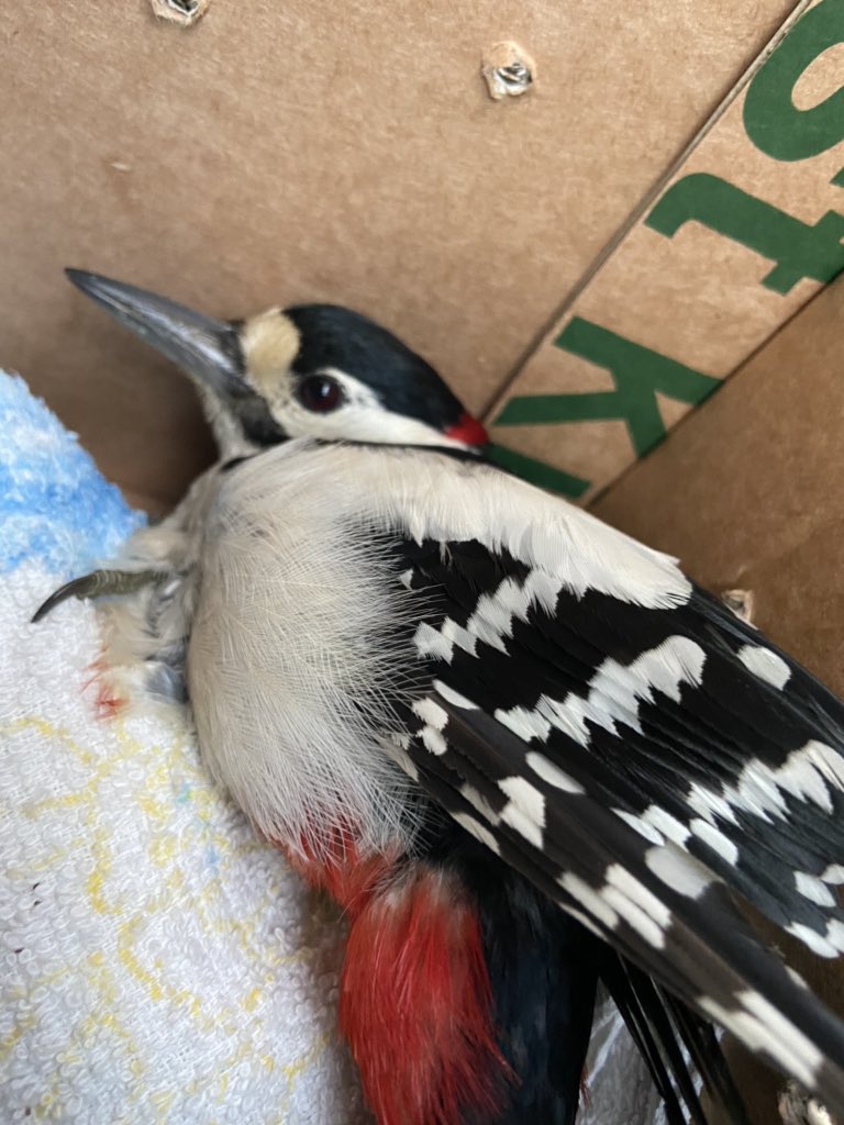 JaneHardlyever's tweet photo. Today I collected an injured young #woodpecker &amp; relayed it to @B_W_R for rehab &amp; release #bird #wildlife #rescue #picides #Northumberland #lovenature #LOVENorthumberland @discovernland @Natures_Voice @BBCSpringwatch @N_landCouncil https://t.co/zBmhoXtZMP