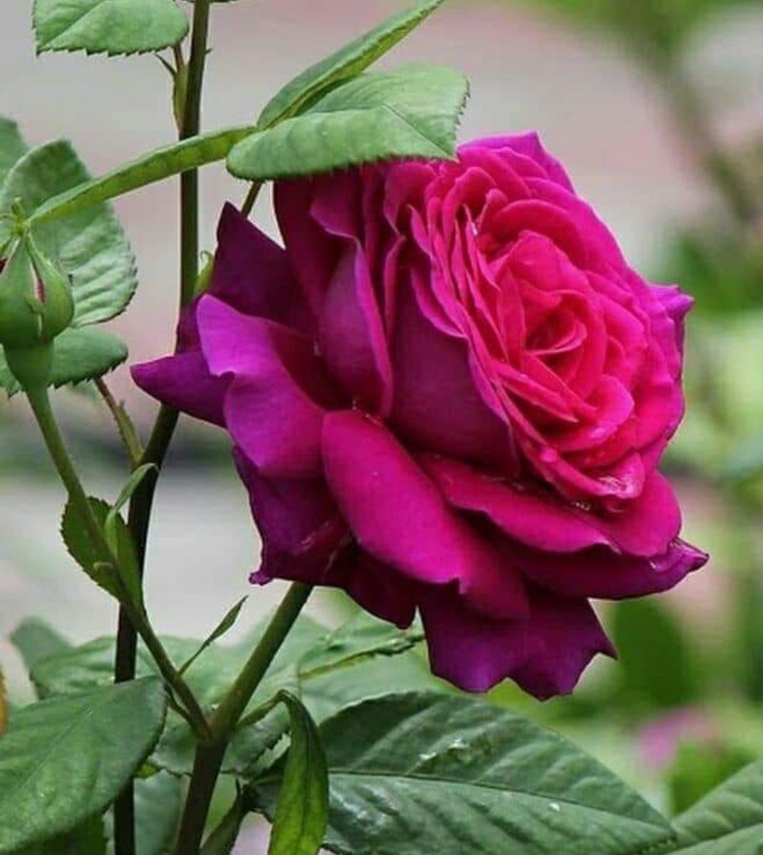 Wedad_alahmdi tweet picture