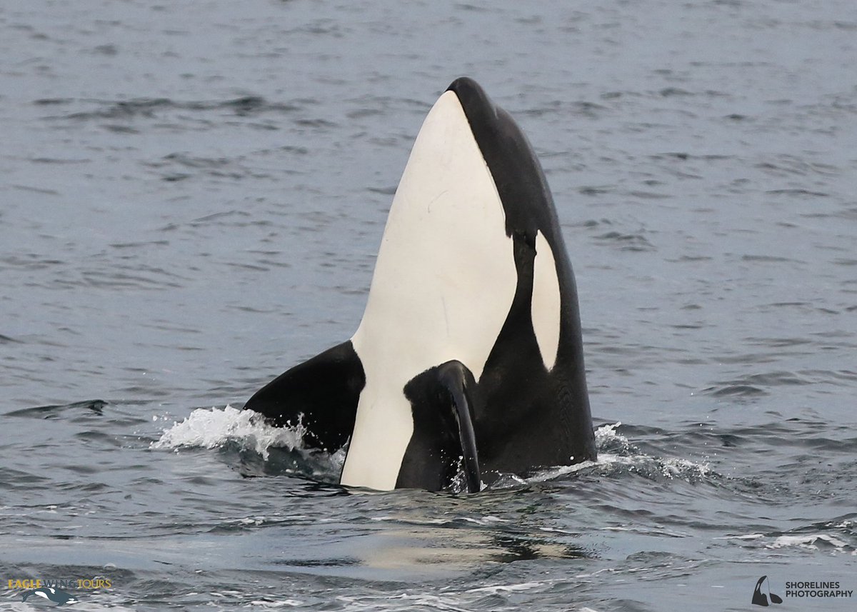 eaglewingtours's tweet image. Sights of the #SalishSea: Bigg’s killer whale T35A1 spyhopping
Shorelines Photography
@DestinationCAN @TourismVI @HelloBC @victoriavisitor
#wild4whales #restartbc #supportlocal #staycation