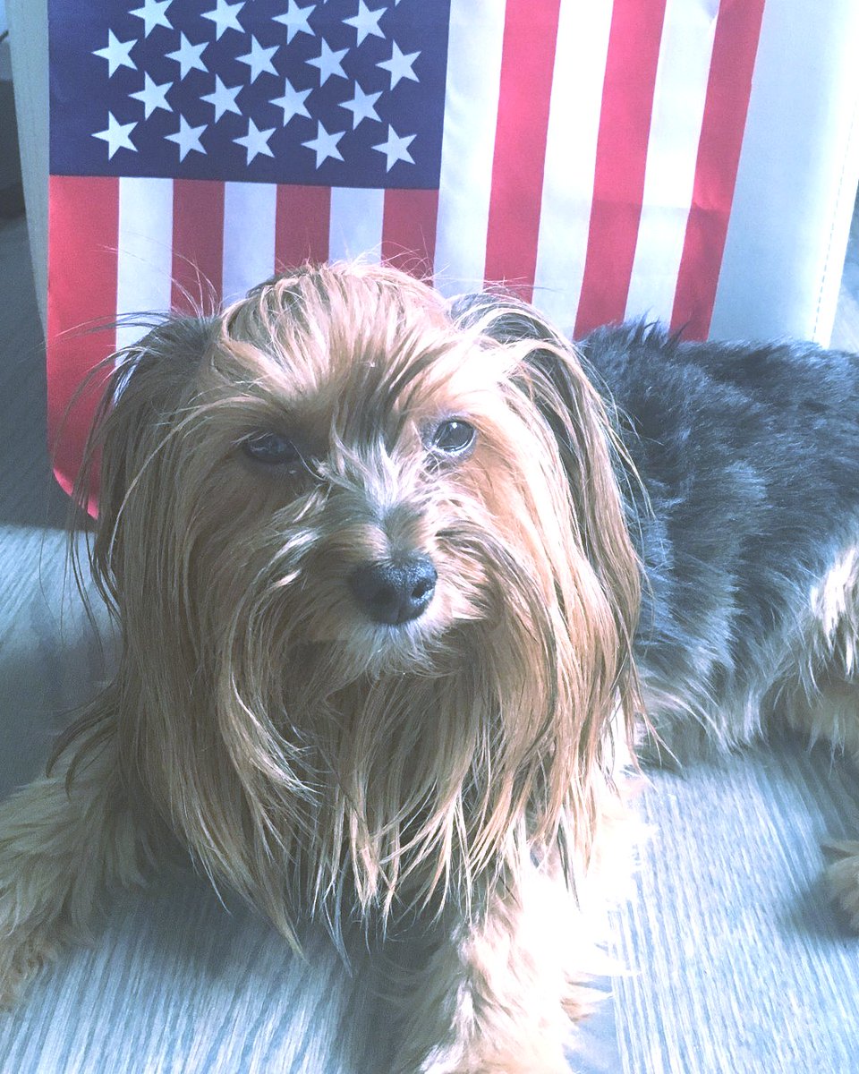 ⭐Happy 4th!⭐More dogs go missing today than any other. Fireworks are extremely loud &amp; scary for pups. Avoid putting them in danger &amp; the stress of losing them. Keep pups in a safe, secure, quiet place today.🐾 uyr.us #adoptdontshop #yorkie #rescuedogs #happy4th