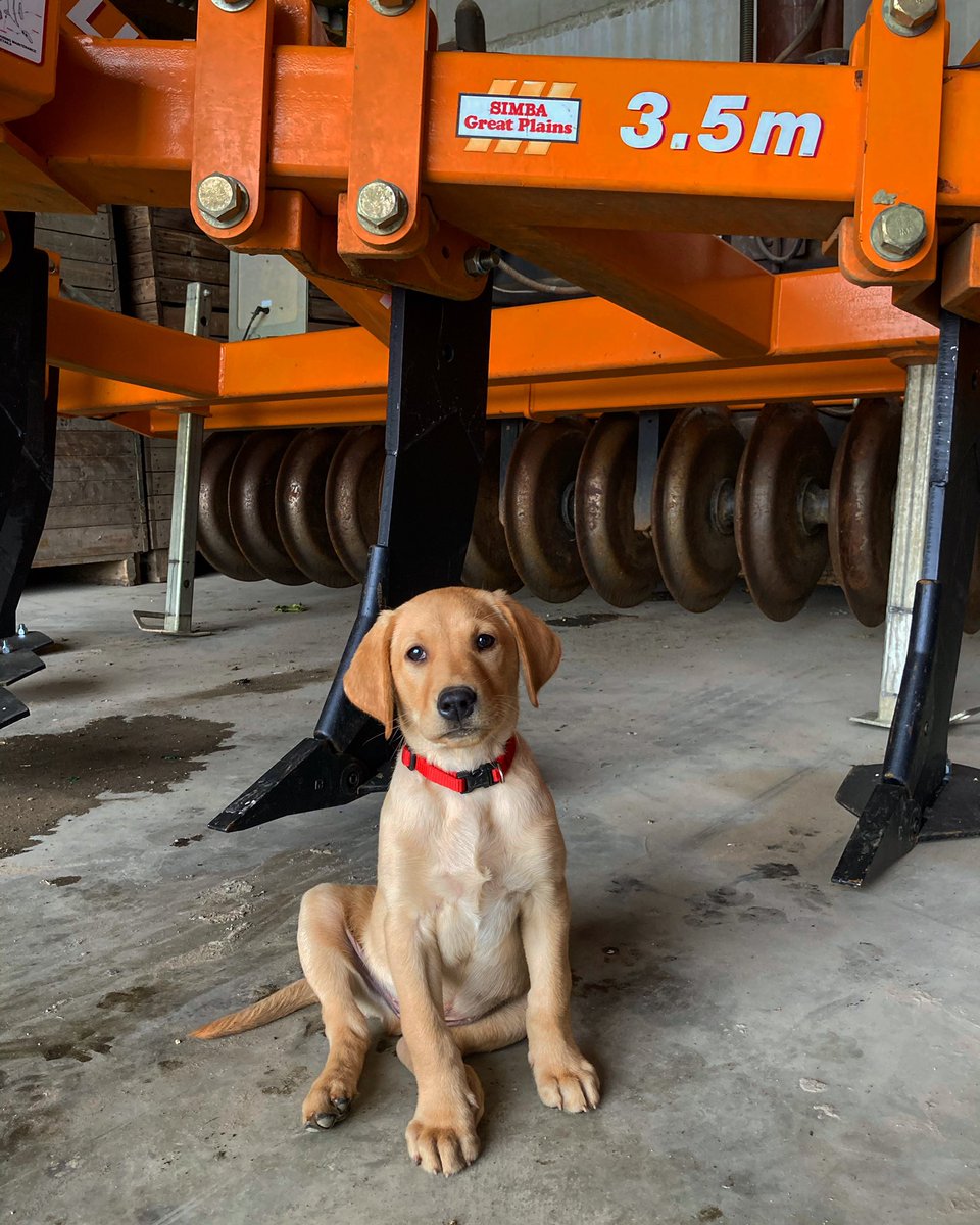 Simba by name Simba by nature 💪