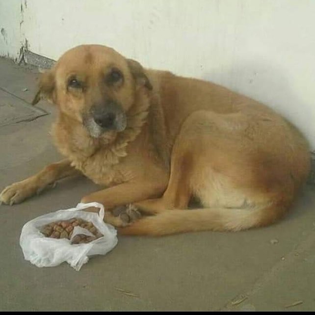 Amor de Perro 🐶 tweet media