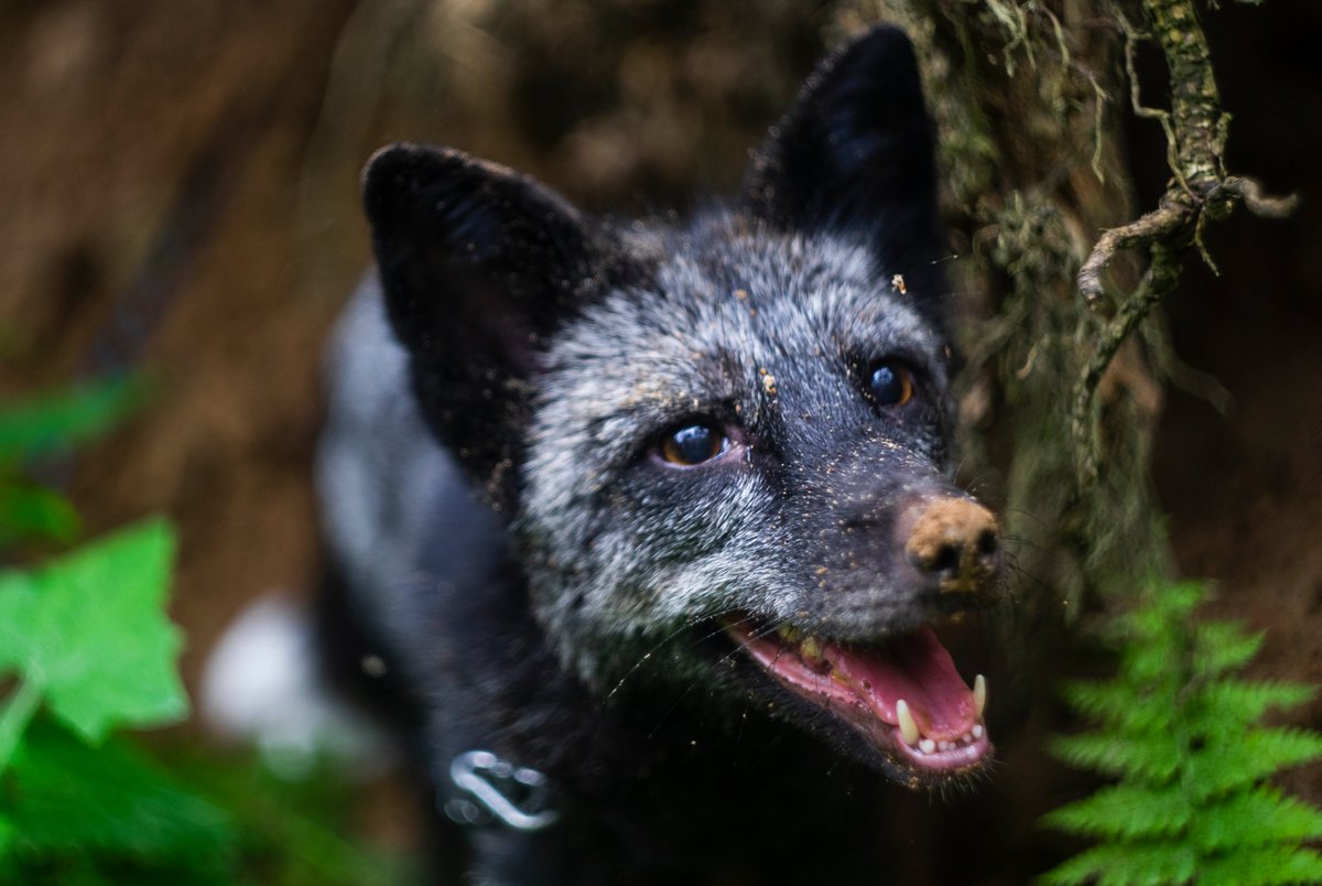 Deri_Fox's tweet photo. Made without fakes on Helios 44 and I want to share these photos of a happy fox with you. https://t.co/BiI1zSwGbl