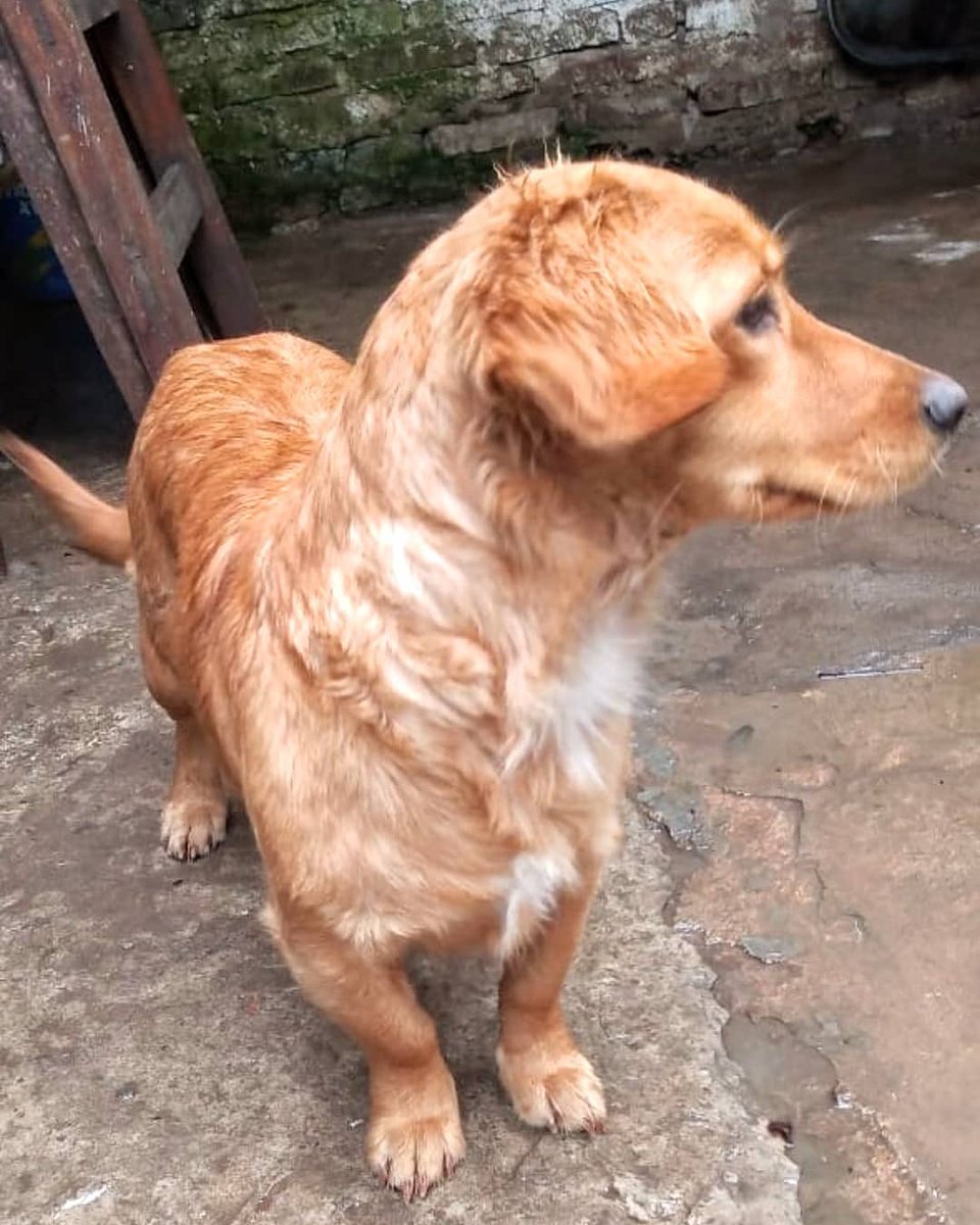 Amor de Perro 🐶 tweet media