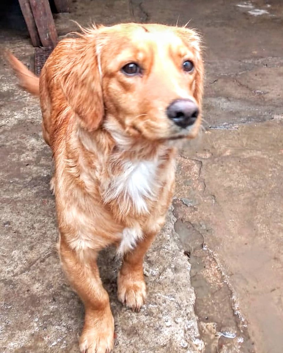 Amor de Perro 🐶 tweet media