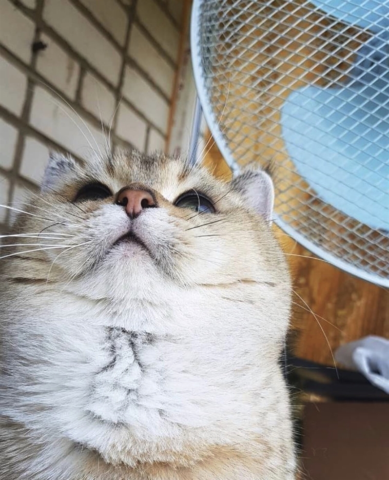 cutecatzone tweet picture